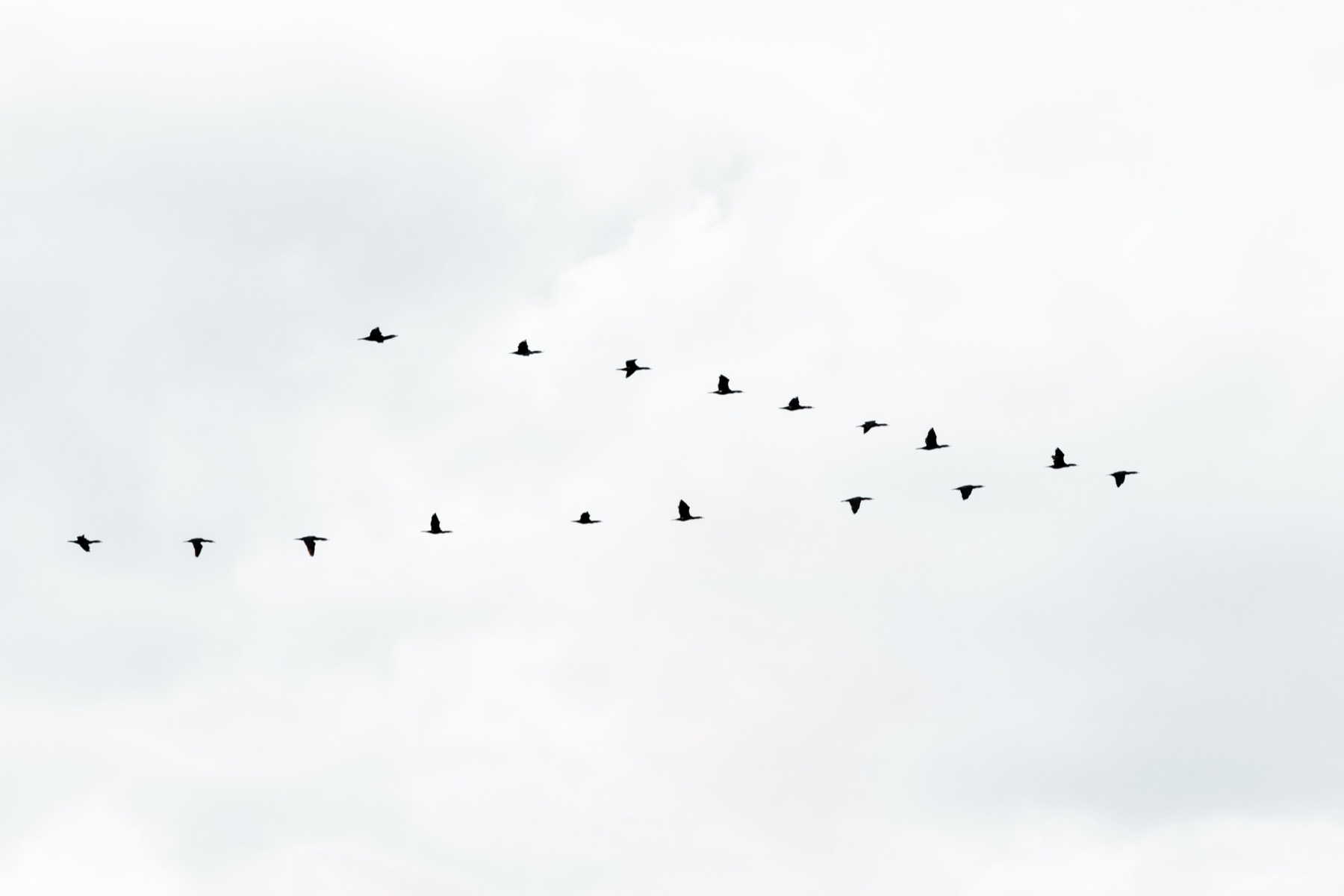 A flock of birds flying together in a V formation