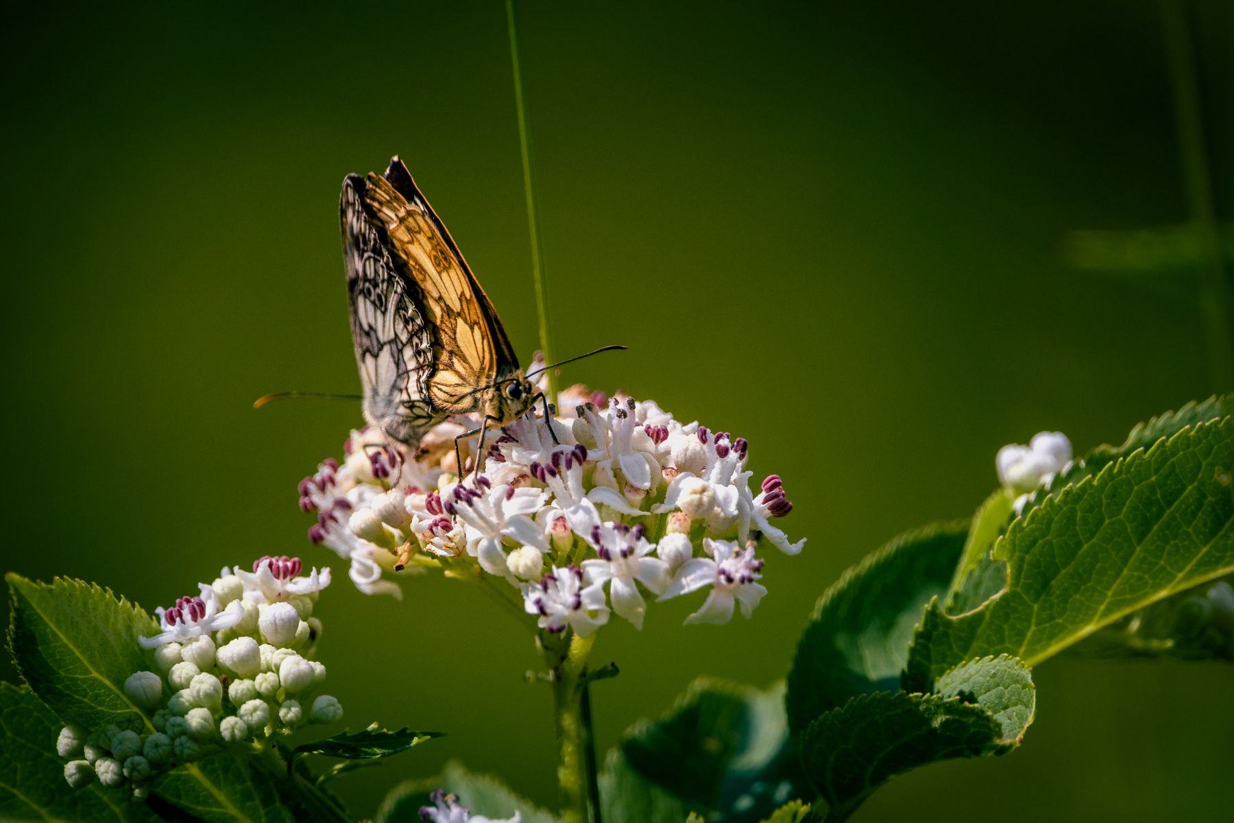 A butterfly perched on a cluster of flowers