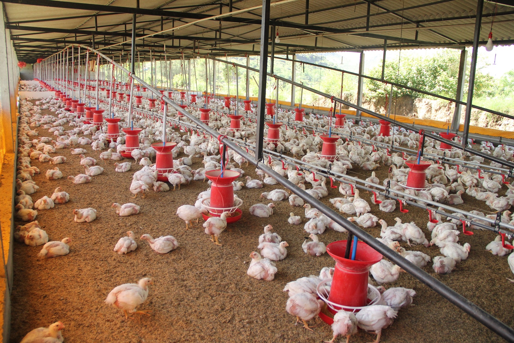 A group of chickens in a farm coop