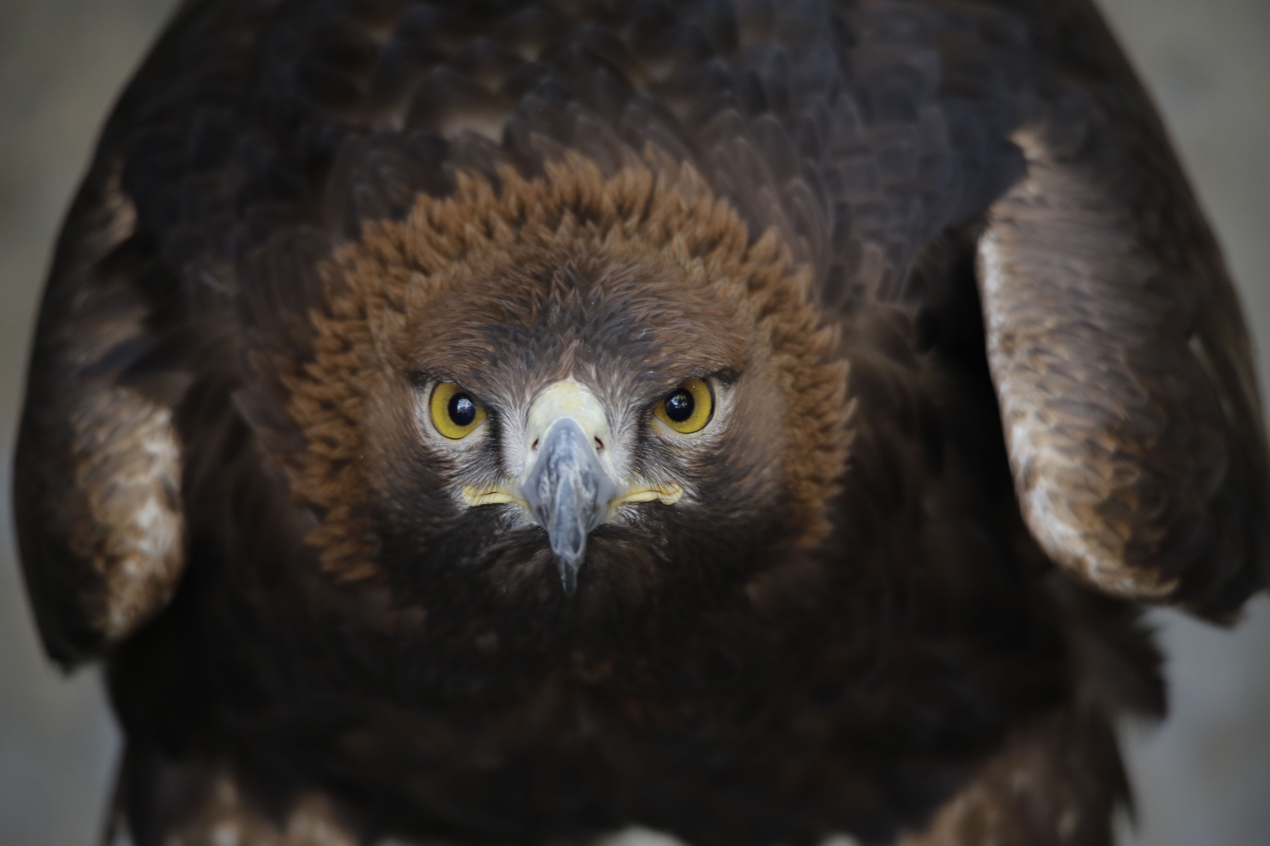 Close-up portrait of a golden eagle