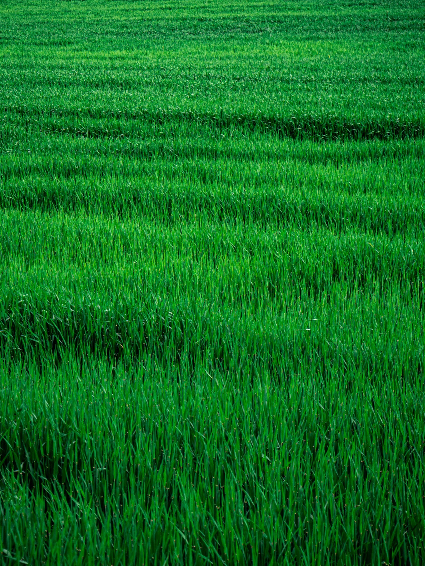 A vivid green field of grass