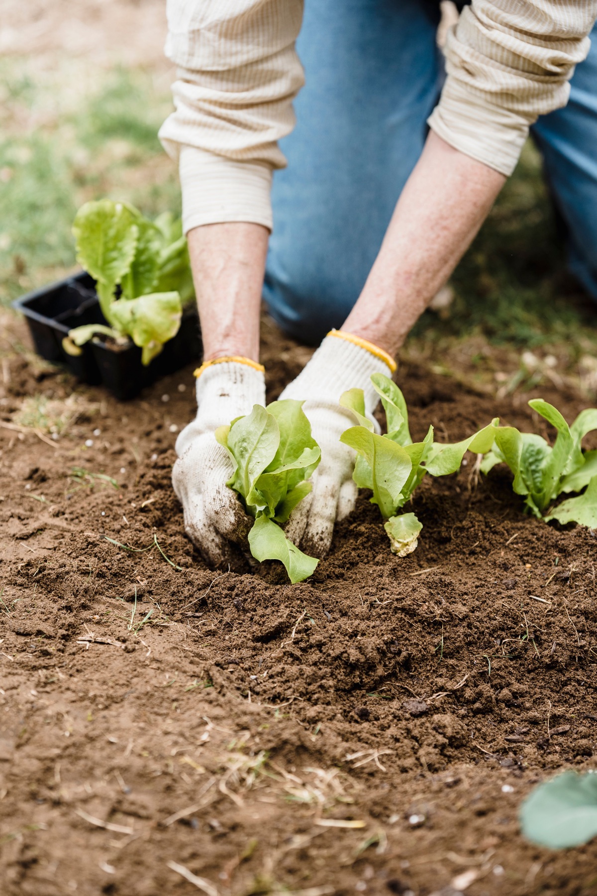 A gardener tending young green seedlings