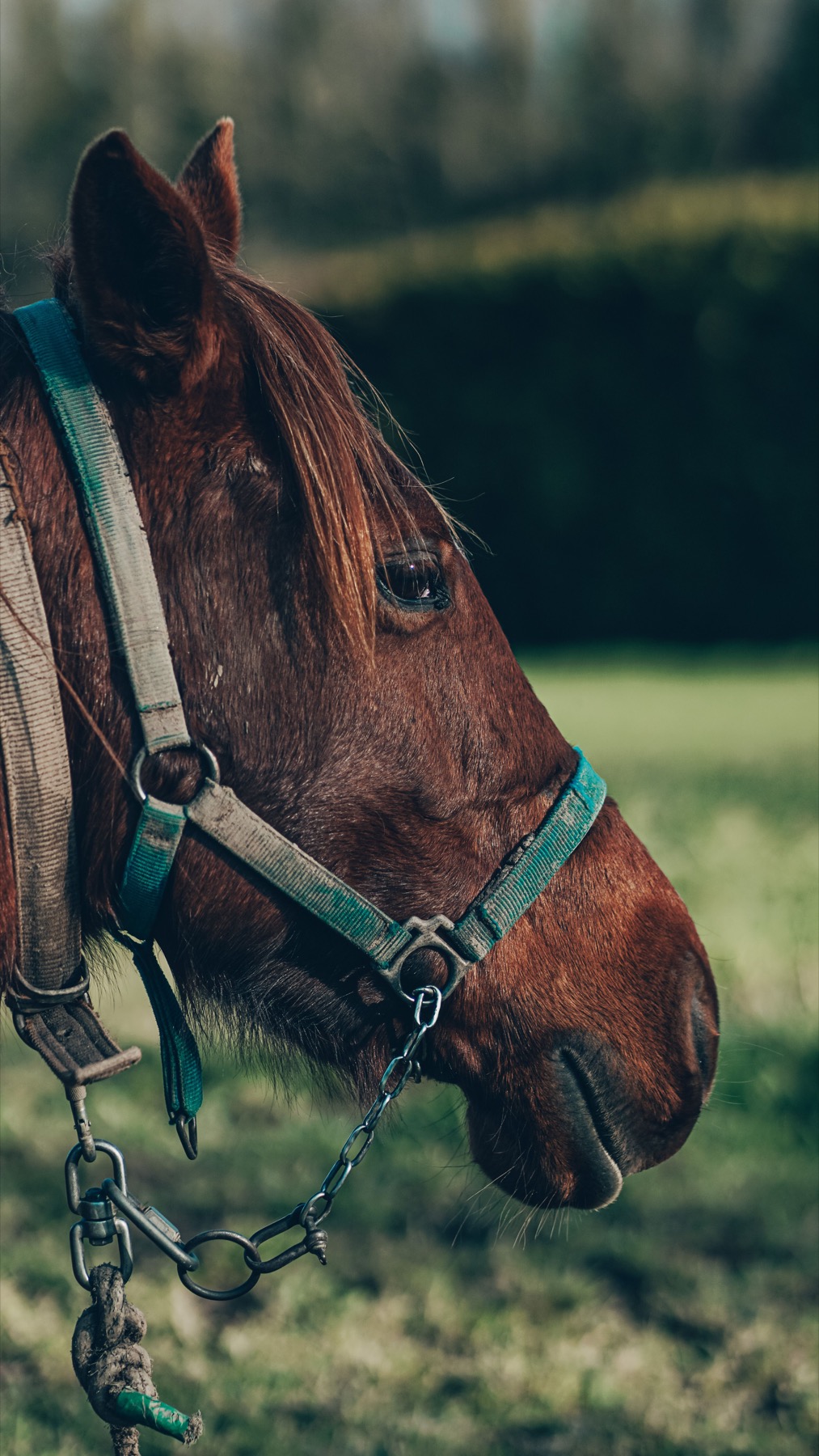 Close view of a brown horse in a grassy field