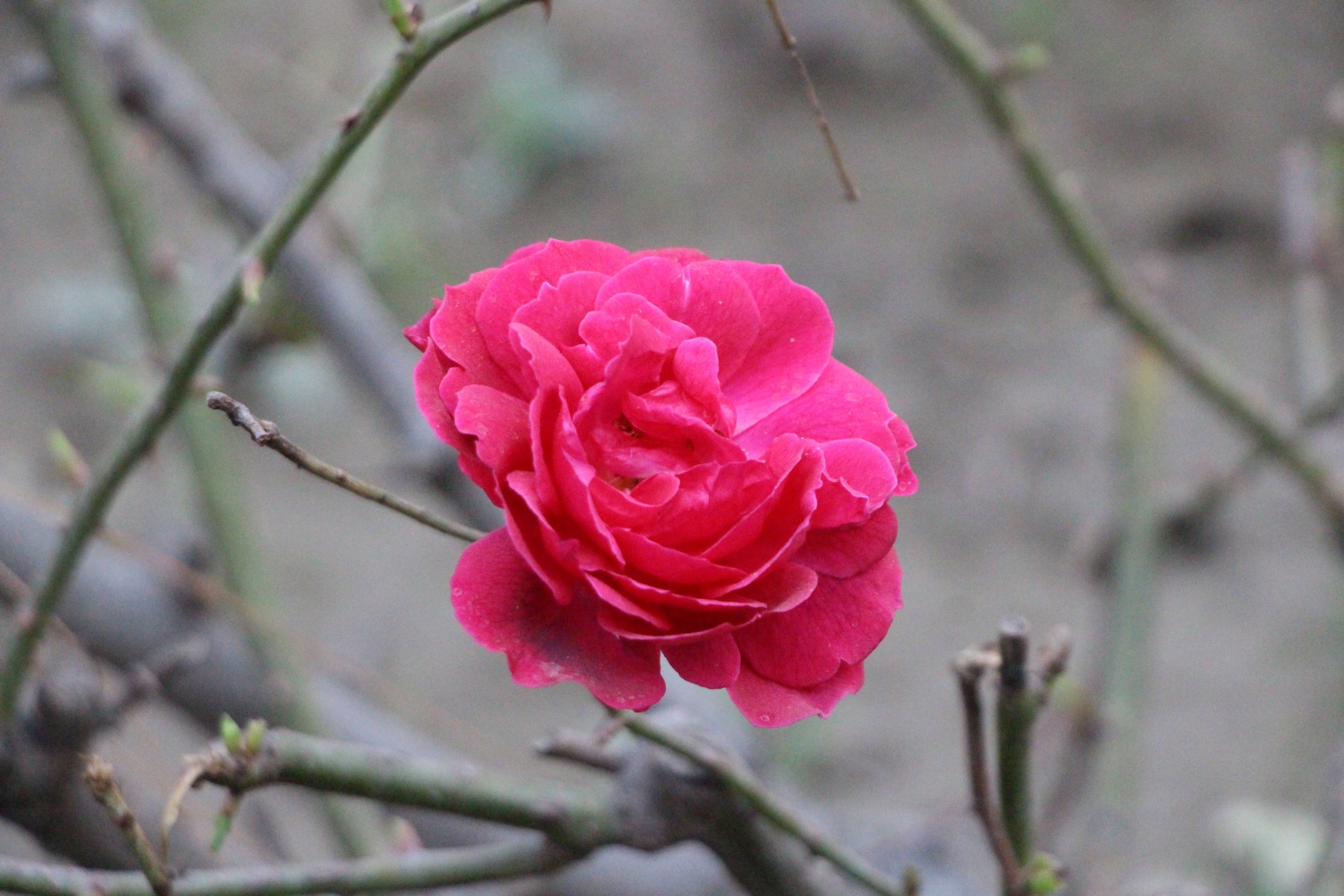 A pink rose blooming on a thorny stem