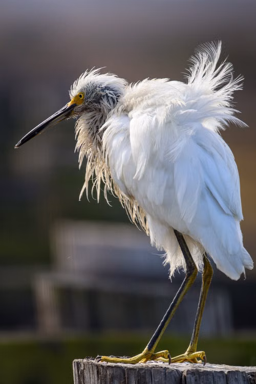 A snowy egret standing with its feathers ruffled