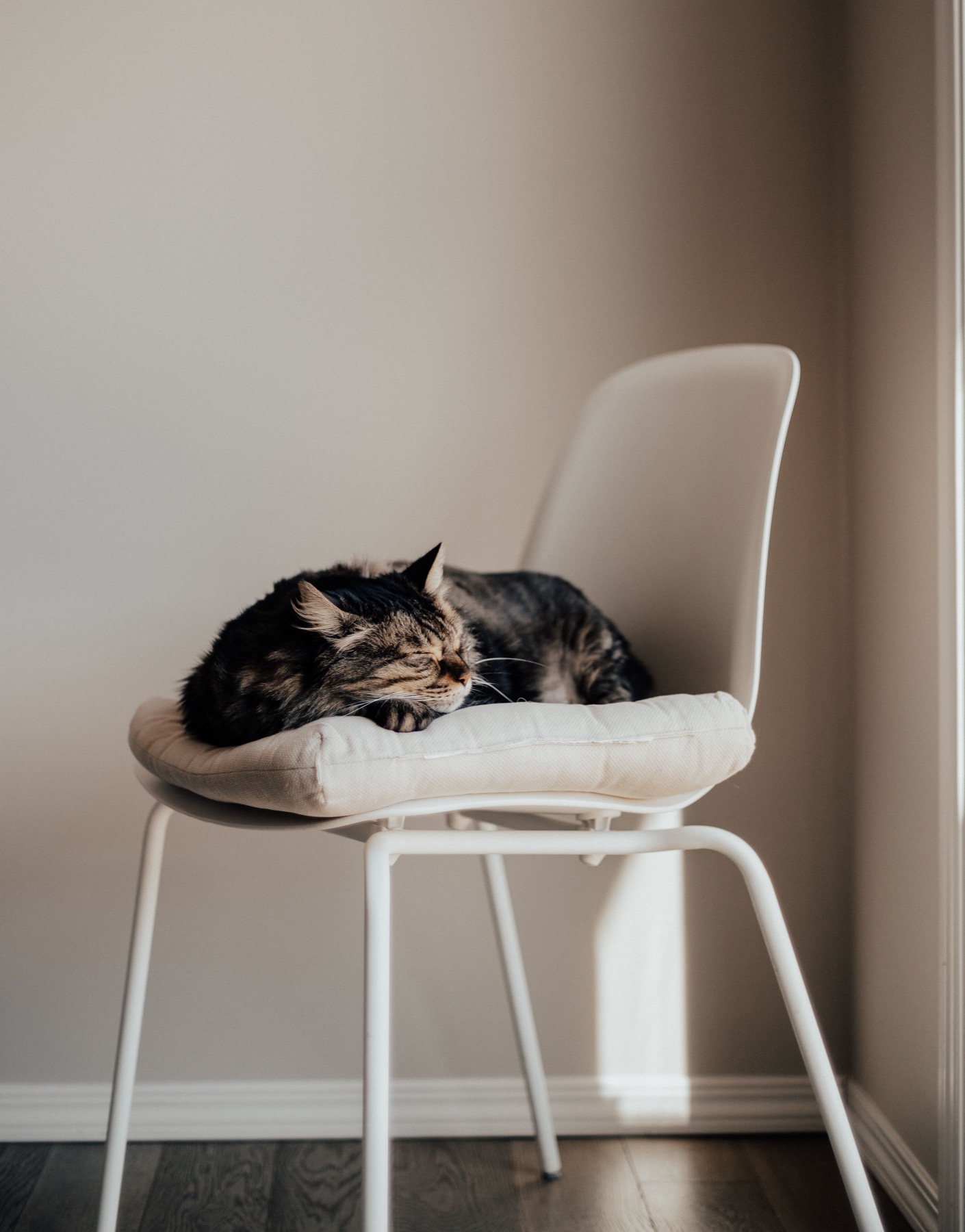 A cat sleeping comfortably on a chair in a sunlit room