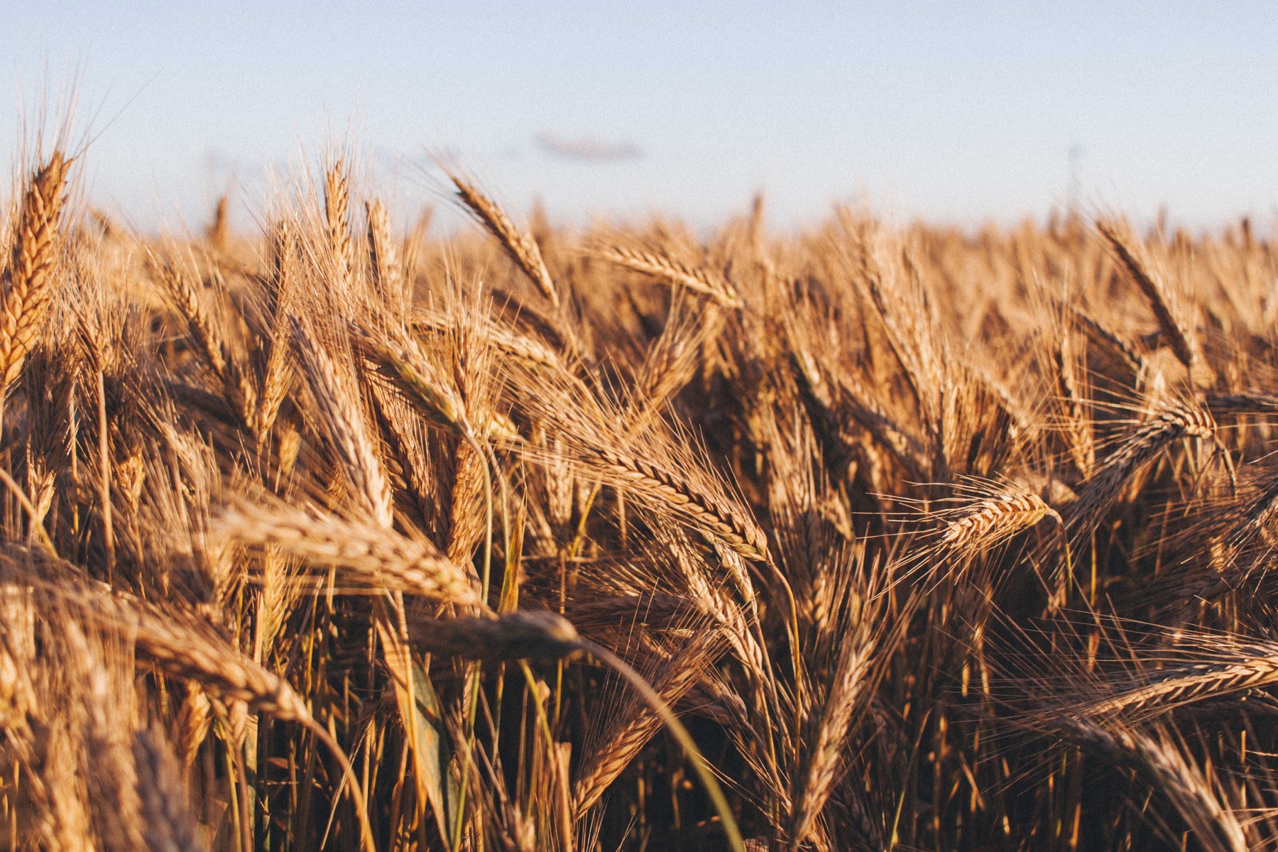 Golden wheat grows across a field near harvest time